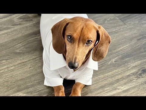 Leo was so excited about going to Da Lat that he didn't dare sleep at all | Mom and Leo's Da Lat ...