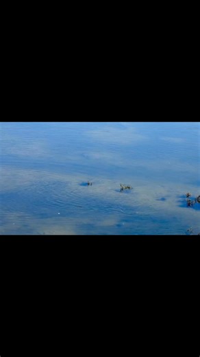 Eared Grebe in full hunting mode.These small diving birds can stay underwater longer than you’d expect—chasing tiny fish and invertebrates with quick, sharp movements.#Earedgrebe #birdwatching #birding #birds #bird #birdphotography #birdphoto #birder #birdsofinstagram #birders #birdstagram #wildlife | Petrina Andjani