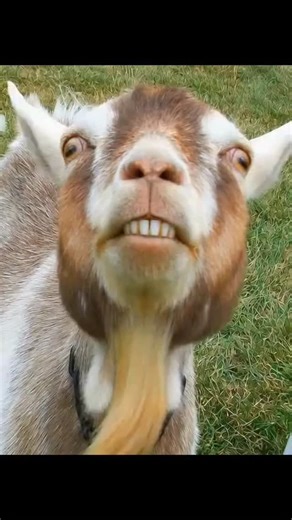 naturefurver on Instagram: "Япония внедряет революционную технологию, преобразующую каждый шаг человека в электричество: пьезоэлектрические плитки. Эти плитки поглощают энергию давления и вибрации, создаваемую каждым шагом пешехода, и преобразуют эту механическую силу в электрическую энергию. Пьезоэлектрические элементы, встроенные в плитки, слегка деформируются, генерируя слабый электрический ток. Каждый шаг генерирует небольшое количество энергии, но миллионы шагов в совокупности генерируют до