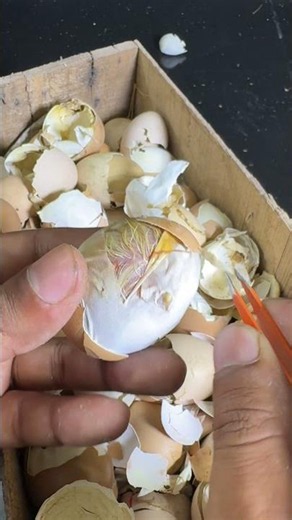 Found live Chick under egg shells.
