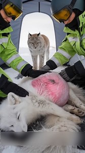 2.8K views · 45 reactions | Frozen Hope: How a Lynx Saved a Pregnant Arctic Fox #animals #animalrescue | Rainbow after the storm | Facebook