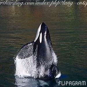 564 reactions · 727 shares | Today, we remembered Keiko whom passed...