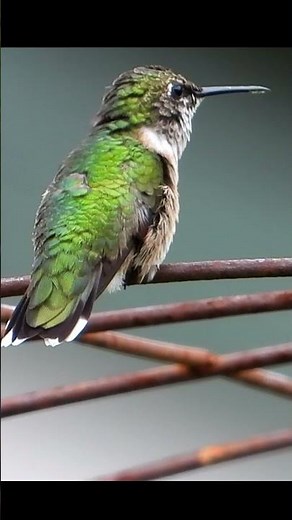 Ruby-Throated Hummingbird