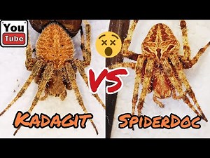 KADAGIT vs SpiderDoc. LOADED Spider Fight. Gagambang Gensan. Friendly Fight. Nameless Load.