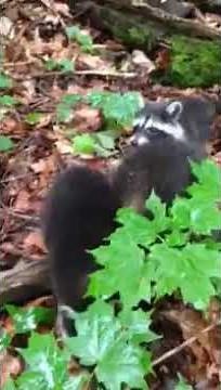 What Sound Do Raccoons Make? | Raccoon Chittering