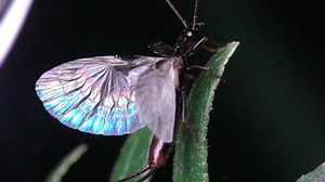 An ode to earwig wings, which break standard laws of origami