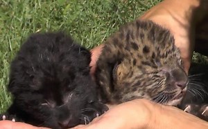 These cute leopard cubs will make you feel warm and fuzzy inside