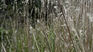 The Typha grows robust in paludariums and river zones.