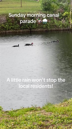Rainy Sundays in Miami have a magic all their own. 🌧️ Watching these glide through the canal is the perfect way to embrace a slower pace today. nature is definitely waking up! ✨. #DuckLife #MiamiNature #BuzzardsDay #RainyDayAesthetic #VibrantLiving