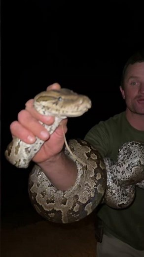 This is an African Rock Python - a very successful predator in the African bush! 🐍🙌🏻