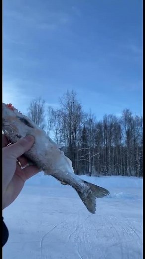 Feeding Alaska bald eagle!