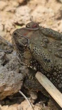 Asian common toad amphibian