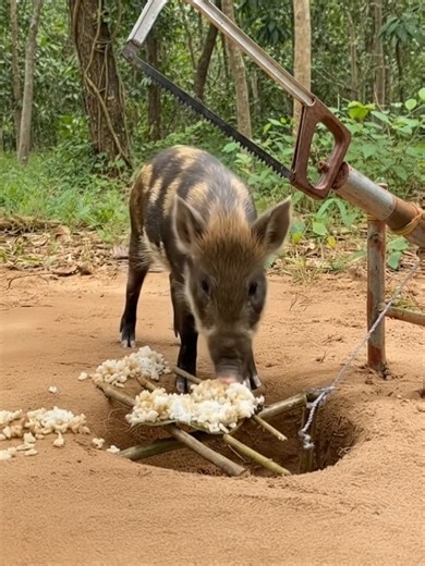 Underground wild boar trap with small saws and wood, falling into a deep pit. #wildboar #pigtrap #wildboartrap #animals