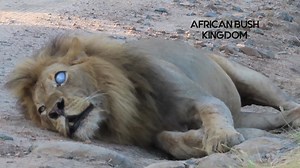 1.8M views · 7.6K reactions | Male lions roar to show their power and dominance. They also use their roars to defend their territory, scaring off intruders and to communicate with their pride and fellow coalition members #reelsviral #trending #viral #travel #life #video #trend #nature #Amazing #Wow #wildlife | African Bush Kingdom | Facebook