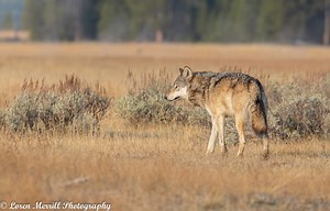 The Wolves of Yellowstone