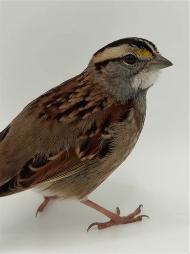 Can you identify this sparrow? 🐤 One of only 3 admitted to WildCare Oklahoma since 2015, patient 25-9318 was admitted last week after hitting a window. Did you know? Studies show that many window strike birds get up and fly away, but succumb to their injuries within three days. We ALWAYS recommend bringing window strike birds in for care. Even if they seem okay, many birds have internal fractures and head trauma after hitting windows. At WildCare we can take X-rays and prescribe pain medication