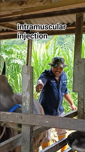 intramuscular injection technique in cattle 🐂 #cattledisease #farming #animals #cara #injeksi #sapi