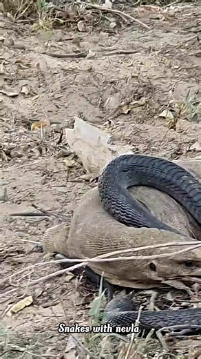 Dengerous video ❌ Monitor Lizard 🦎 attack King Cobra 🐍 video #monitor #lizard #snack #nevlafightkingcobra #kingcobra #snacktime #animallover #shortsvideos #fbviralreels #fbreels23 #snackvideo #snacks #cat #catlover #wildlife #photography | snakes with nevla