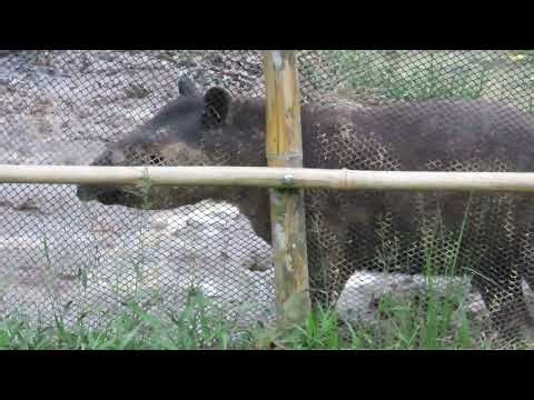 Orphaned tapir found a scratching post