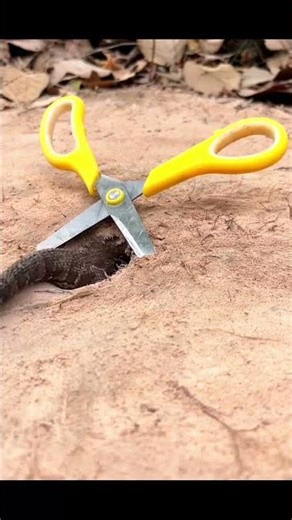 I Tried Catching a BIG SNAKE with Scissors in the Wilderness animals #snake #bigsnake #snaketrap