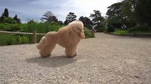 Cada raza tiene cuidados específicos para mantenerlos saludables | Royal Canin