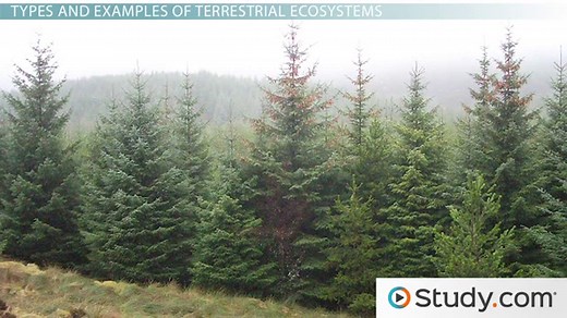 Terrestrial Ecosystem | Definition, Types & Examples