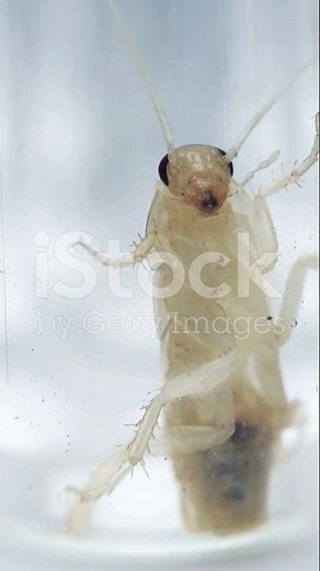 Scary Cockroach Secrets You Won't Believe!