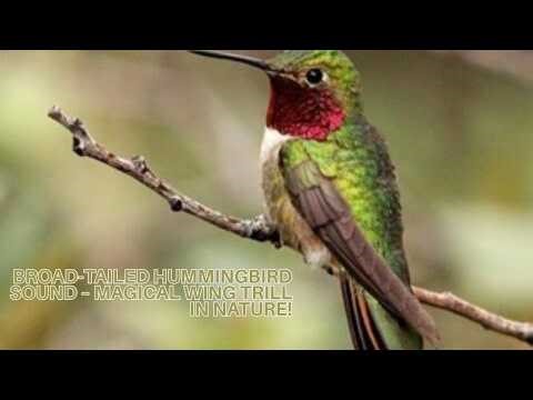 Broad-Tailed Hummingbird Sound – Magical Wing Trill in Nature!