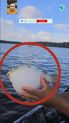 🐡💥 The Fascinating Yet Deadly Puffer Fish: Nature's Inflatable Predator! #pufferfish #shorts #viral