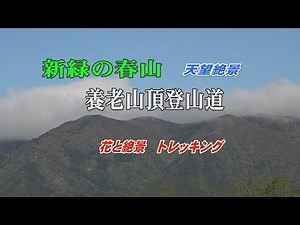 新緑の春山 養老山頂登山道 花と絶景に感激のトレッキング！