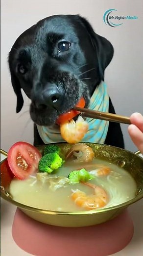 What's The HEALTHIEST Dog Food Option For Your Pet?