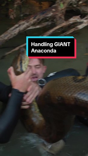Ever wondered what a nearly 20ft. Anaconda looks like? Well look no further🐍 #howcool #conservation #outdoors #animaltok