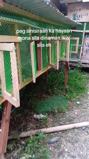 Understanding Racing Pigeons and Overcoming Criticism