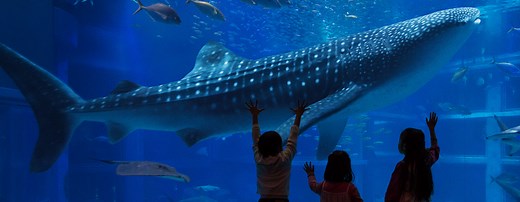 夜の海遊館｜イベント・楽しみ方｜海遊館
