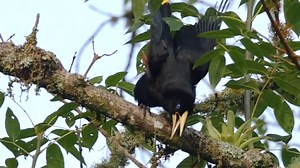 17K views · 1.5K reactions | Crested oropendola singing (Psarocolius decumanus) America, Andes, Panama, Colombia, Argentina, Trinidad, Tobago. | BIRDS & Nature | Facebook