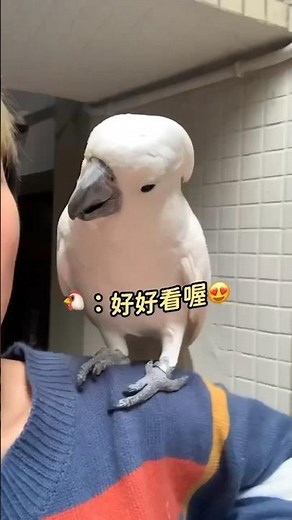 養到天使傘巴了？啵啵好甜好會說話❤️ #pets #鸚鵡