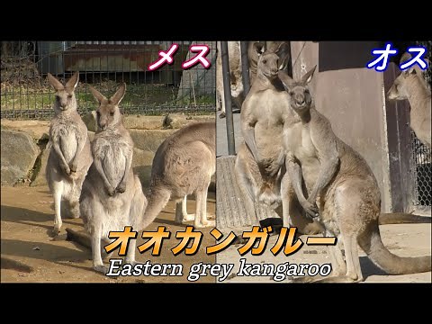 【カンガルー】オオカンガルーの生態〜世界最大級のカンガルー 恐るべき身体能力〜（Eastern grey kangaroo）