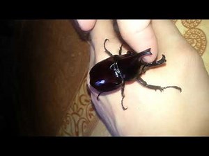 Rhinoceros Beetle Sound