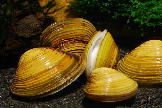 Freshwater Clams Care - Shrimp and Snail Breeder