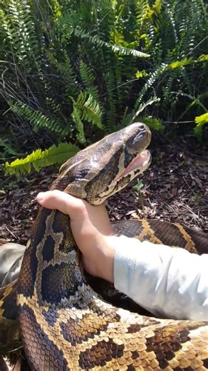 Catching a python is not easy 😱⁉️#shorts