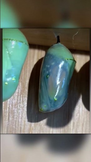 The Full Life Cycle of a Monarch Butterfly!