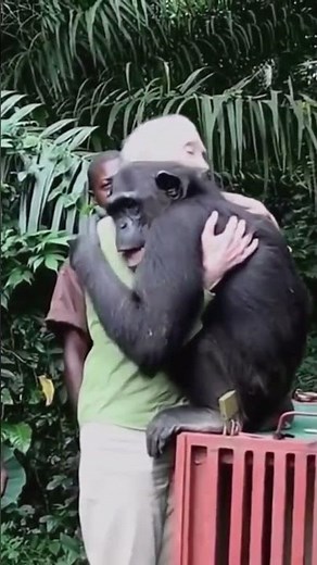 The Most Heartwarming Hug Between Human and Chimpanzee | Wounda & Dr. Jane Goodall