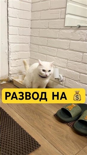 НЕ ВЕРИЛА ПОКА НЕ ПРОВЕРИЛА ЛИЧНО! Спрей на wb: #WW309881 #кошка #уходзаживотными #совет