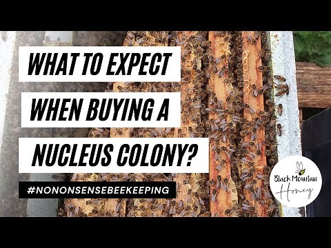 How To Buy Bees - What to Expect when buying a Nucleus Colony - How to Buy A Nuc - Buying Beehives
