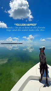 138K views · 2.9K reactions | The secret to the best boating in the Keys? Summer conditions. Flat calm water. Endless visibility. And a dog riding on the bow (optional, but it 혪혴 #NationalDogDay!). This is the Florida Keys at their best, and you should be here 﫶 | The Florida Keys & Key West | Facebook