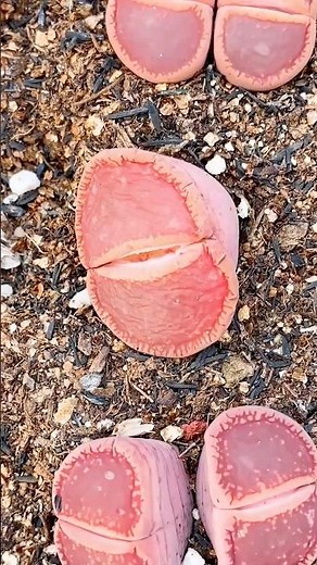 Lithops Splitting: How to Care for Your Living Stones!