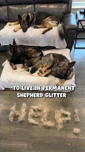 Thinking About Getting a German Shepherd? 🐾 Here’s Your Sign…