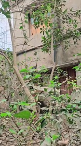 Chinese chicken pakarke Khanewala hey । #Alamgir_Hossain #chicken #cooking #food | Alamgir Masti Mix