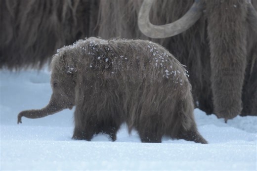 8.8M views · 381K reactions | She's ready to face the elements. Prehistoric Planet: Ice Age — Now Streaming #PrehistoricPlanetIceAge #TomHiddleston #AppleTV | Apple TV | Facebook