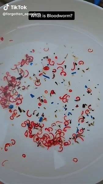 Understanding Bloodworms: A Guide for Fish Enthusiasts